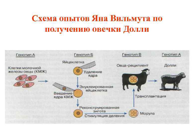 Схема клонирования высокопродуктивной коровы