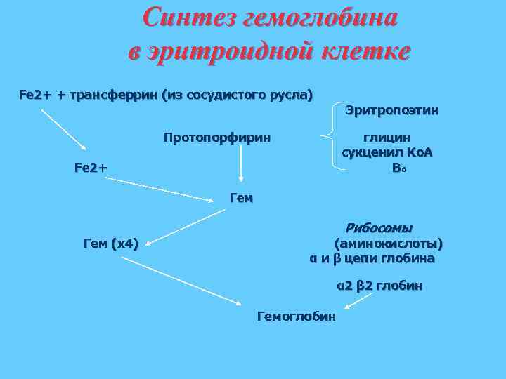 Синтез гемоглобина в эритроидной клетке Fe 2+ + трансферрин (из сосудистого русла) Протопорфирин Эритропоэтин