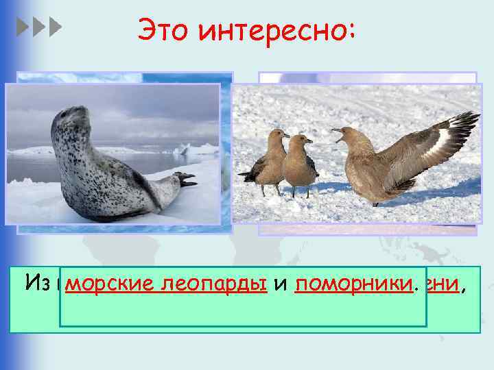 Это интересно: Из наземныхлеопарды и поморники. морские животных обитают тюлени, императорские пингвины, 