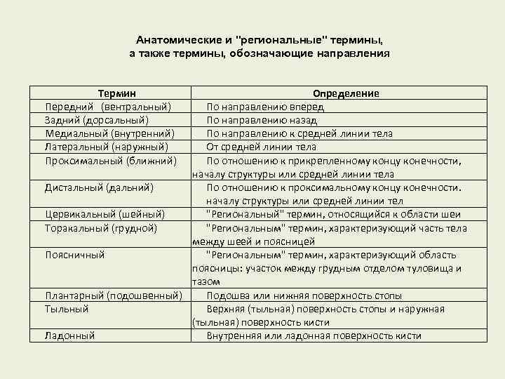 Анатомические и "региональные" термины, а также термины, обозначающие направления Термин Передний (вентральный) Задний (дорсальный)