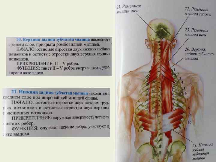 Остистые отростки позвоночника фото