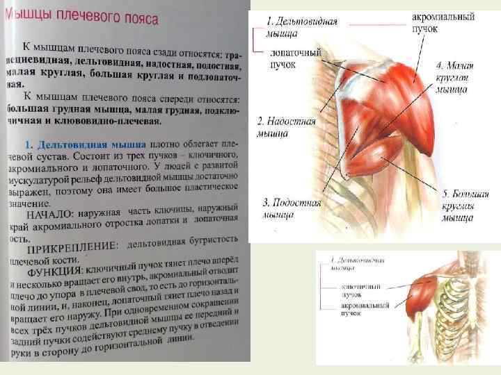 Надостная мышца спины анатомия