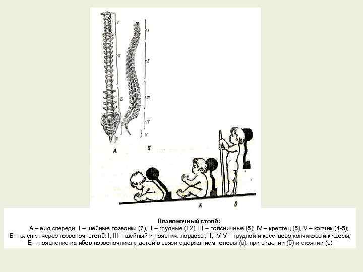 Позвоночный столб: А – вид спереди: I – шейные позвонки (7), II – грудные