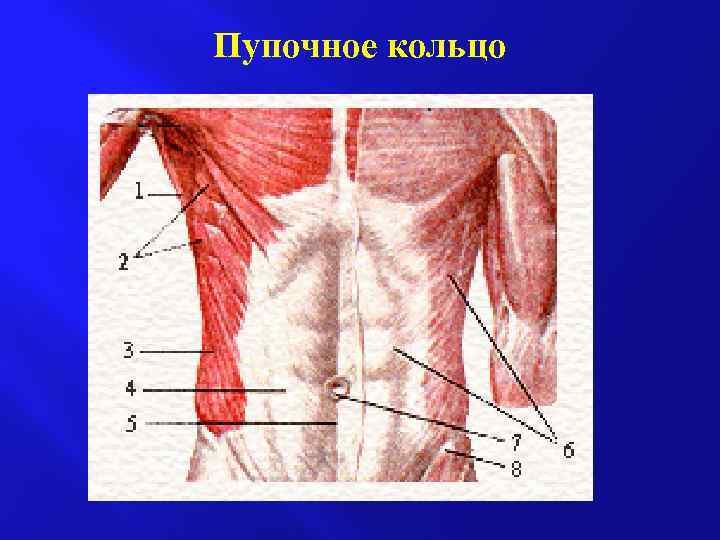 Пупочное кольцо 