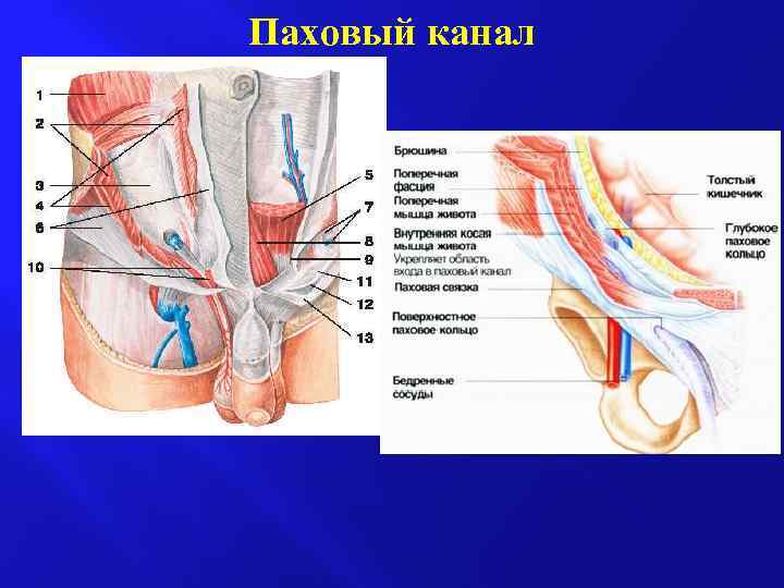 Паховый канал анатомия у мужчин схема