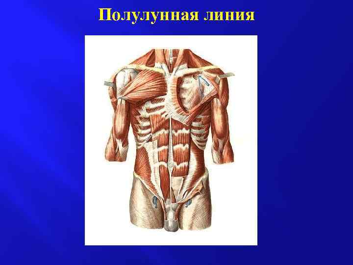 Полулунная линия 