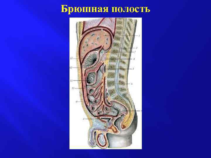 Брюшная полость 