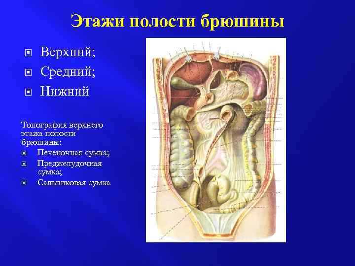 Переднюю стенку преджелудочной сумки составляет