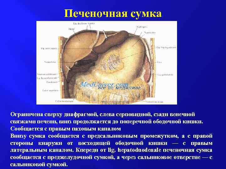 Печеночная сумка Ограничена сверху диафрагмой, слева серповидной, сзади венечной связками печени, вниз продолжается до