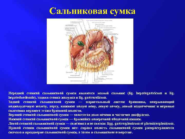 Переднюю стенку преджелудочной сумки составляет