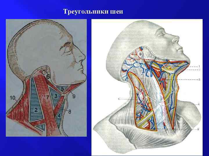 Поднижнечелюстной треугольник Пирогова. Язычный треугольник Пирогова. Подчелюстной треугольник Пирогова. Треугольник Пирогова на шее топографическая анатомия.