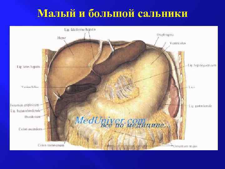 Малый и большой сальники 