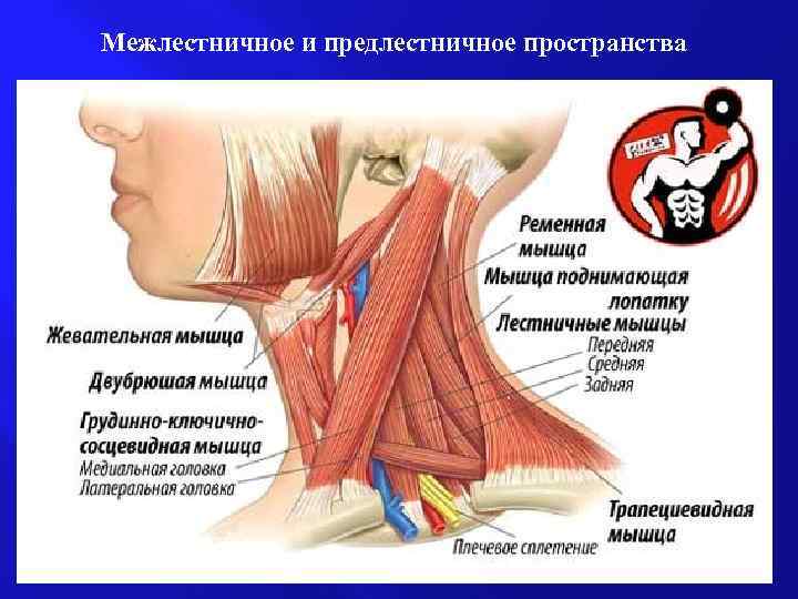 Межлестничное и предлестничное пространства 