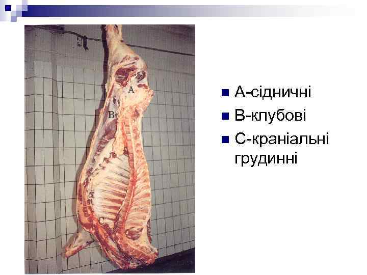 А-сідничні n В-клубові n С-краніальні грудинні n 