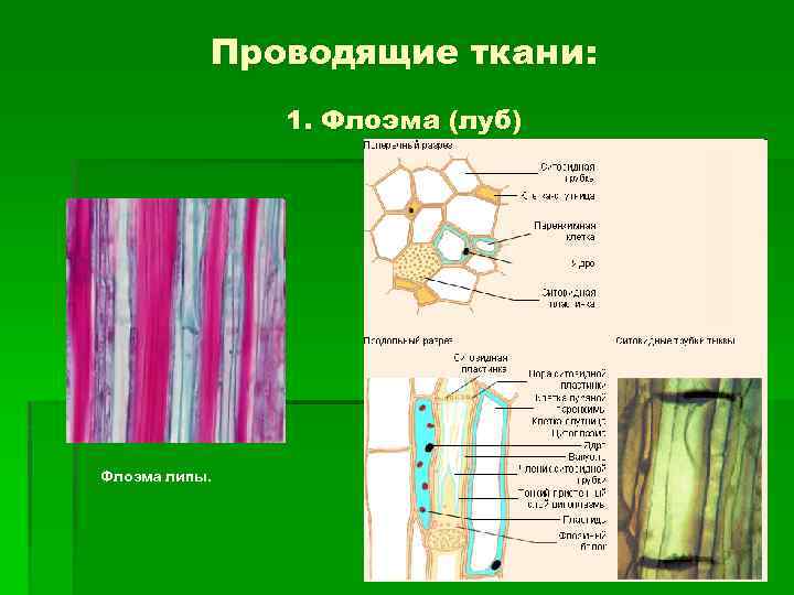 Живые клетки проводящей ткани. Флоэма Проводящая ткань строение. Луб флоэма. Функции флоэмы у растений. Лубяные волокна флоэмы.
