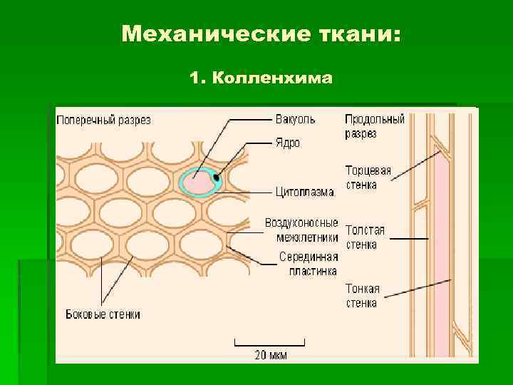 Механические ткани: 1. Колленхима 
