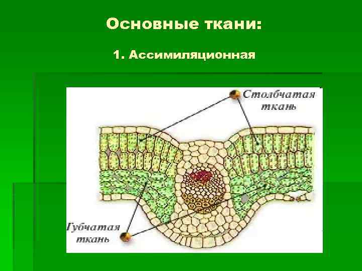 Рисунок основной ткани