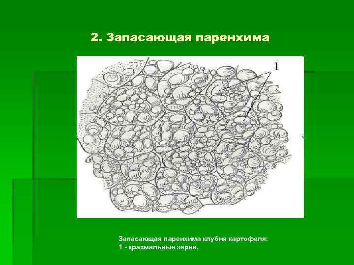 Рисунок основной ткани