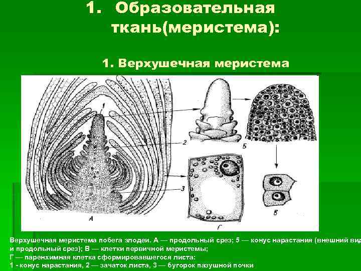 Клетки образовательной ткани меристемы растений