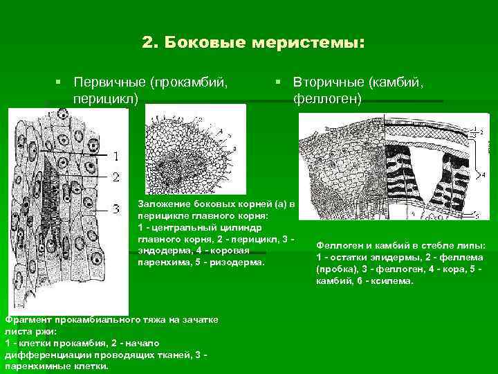 Какую функцию выполняет ткань камбий