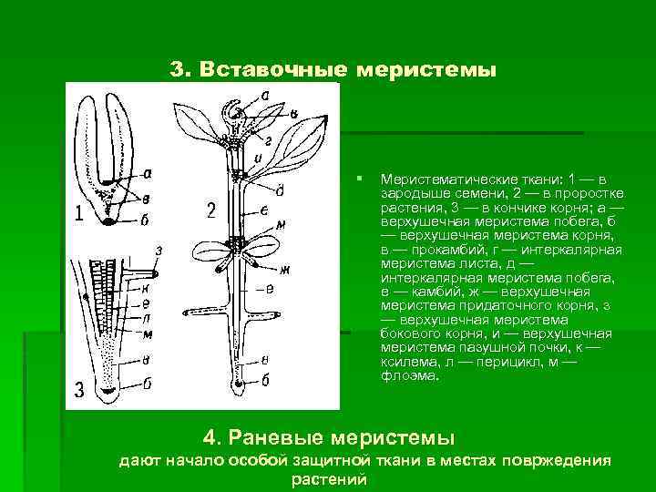 Для каких растений характерен вставочный рост побега