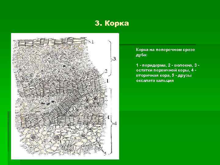 3. Корка на поперечном срезе дуба: 1 - перидерма, 2 - волокна, 3 остатки