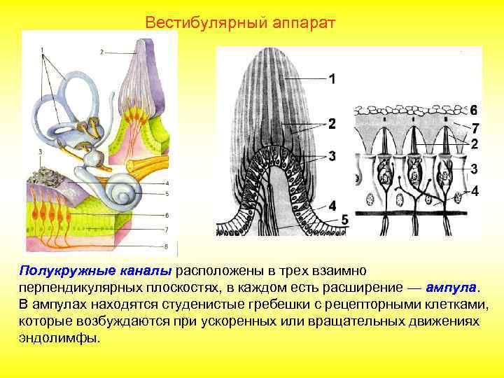 Вестибулярный аппарат Полукружные каналы расположены в трех взаимно перпендикулярных плоскостях, в каждом есть расширение