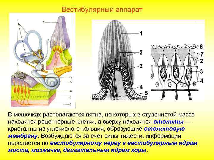 Воспримут изображенные на рисунке рецепторные клетки