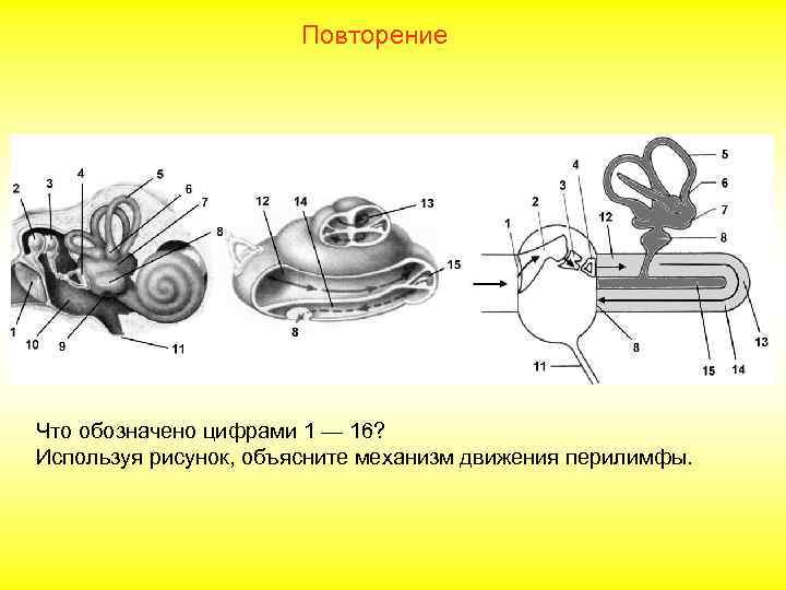 Объясните механизм. С помощью рисунка объясните механизм движения крови. Используя рисунок объясните механизм работы улитки. Отметь, что обозначено цифрой 1: ￼.