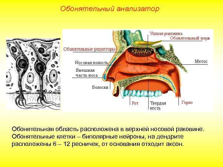 Обонятельный анализатор Обонятельная область расположена в верхней носовой раковине. Обонятельные клетки – биполярные нейроны,