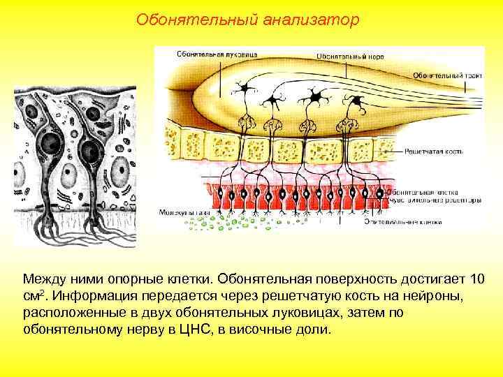 Обонятельный анализатор Между ними опорные клетки. Обонятельная поверхность достигает 10 см 2. Информация передается