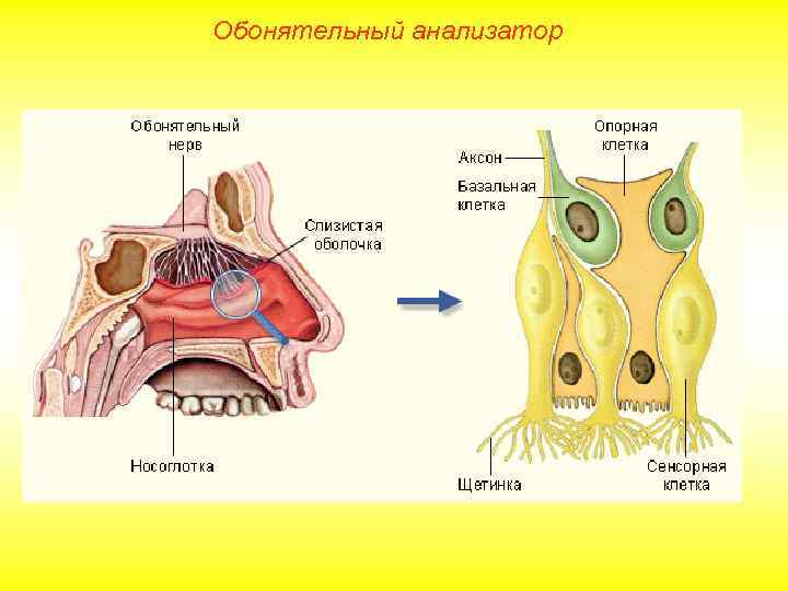 Обонятельный анализатор 