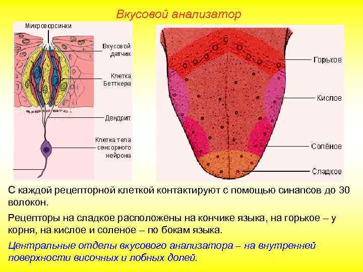 Вкусовой анализатор С каждой рецепторной клеткой контактируют с помощью синапсов до 30 волокон. Рецепторы