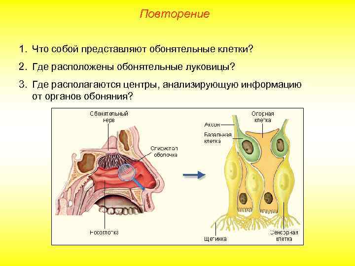 Повторение 1. Что собой представляют обонятельные клетки? 2. Где расположены обонятельные луковицы? 3. Где