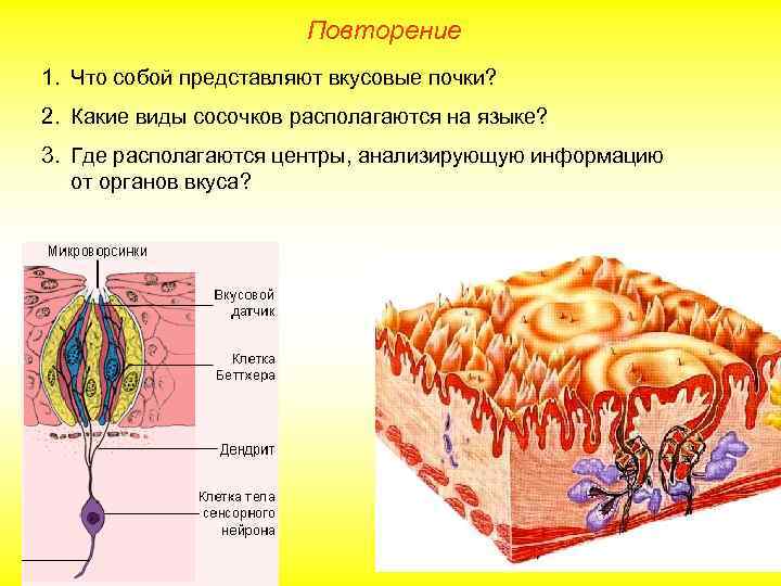 Повторение 1. Что собой представляют вкусовые почки? 2. Какие виды сосочков располагаются на языке?
