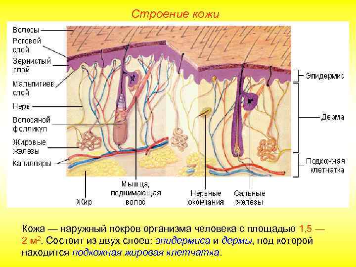 Строение кожи Кожа — наружный покров организма человека с площадью 1, 5 — 2