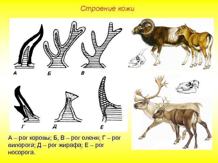 Строение кожи А – рог коровы; Б, В – рог оленя; Г – рог