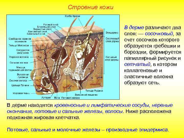 Строение кожи В дерме различают два слоя: — сосочковый, за счет сосочков которого образуются