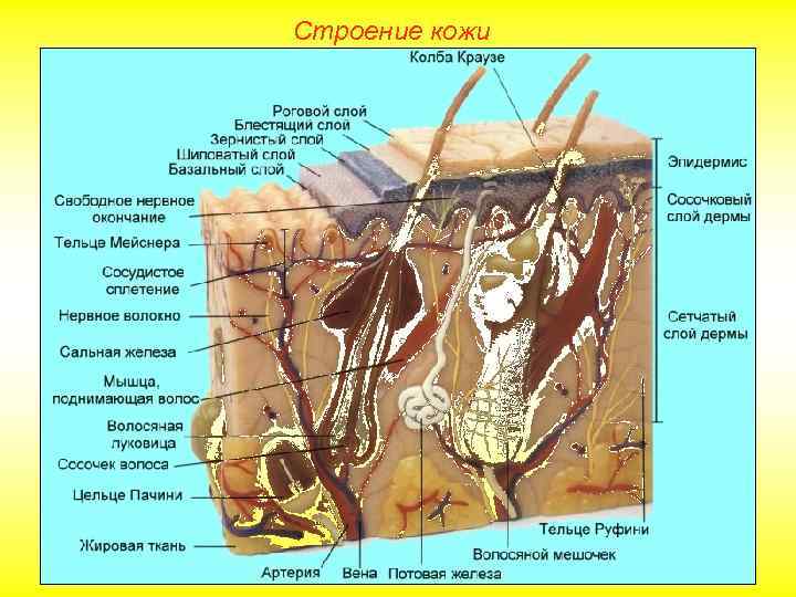 Строение кожи 