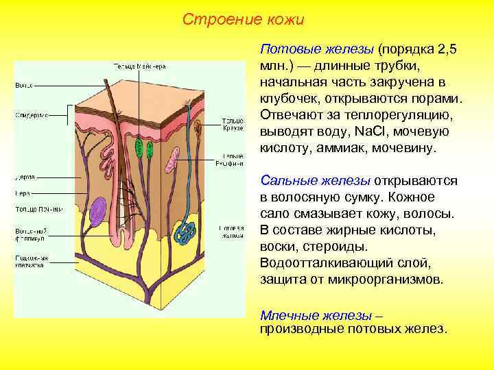 Строение кожи Потовые железы (порядка 2, 5 млн. ) — длинные трубки, начальная часть