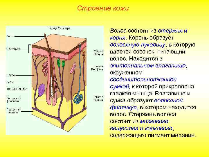 Строение кожи Волос состоит из стержня и корня. Корень образует волосяную луковицу, в которую