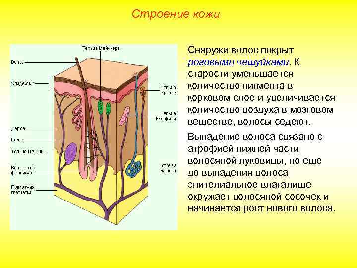 Строение кожи Снаружи волос покрыт роговыми чешуйками. К старости уменьшается количество пигмента в корковом