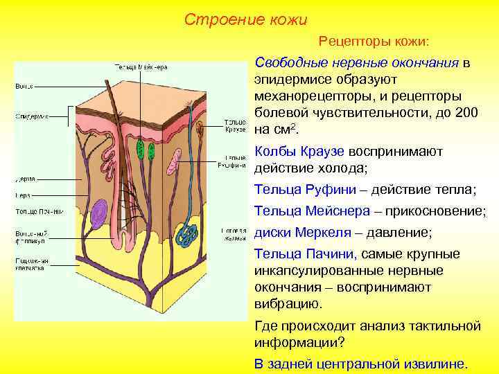 Строение кожи Рецепторы кожи: Свободные нервные окончания в эпидермисе образуют механорецепторы, и рецепторы болевой