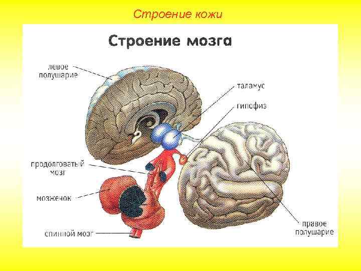 Строение кожи 