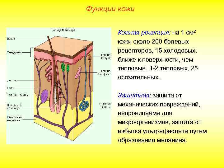 Функции кожи Кожная рецепция: на 1 см 2 кожи около 200 болевых рецепторов, 15