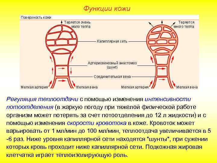 Функции кожи Регуляция теплоотдачи с помощью изменения интенсивности потоотделения (в жаркую погоду при тяжелой