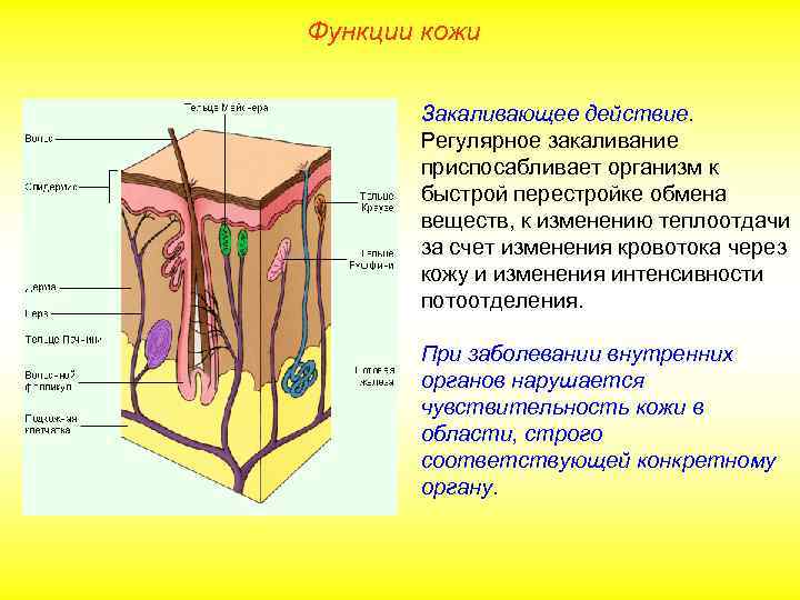 Функции кожи Закаливающее действие. Регулярное закаливание приспосабливает организм к быстрой перестройке обмена веществ, к