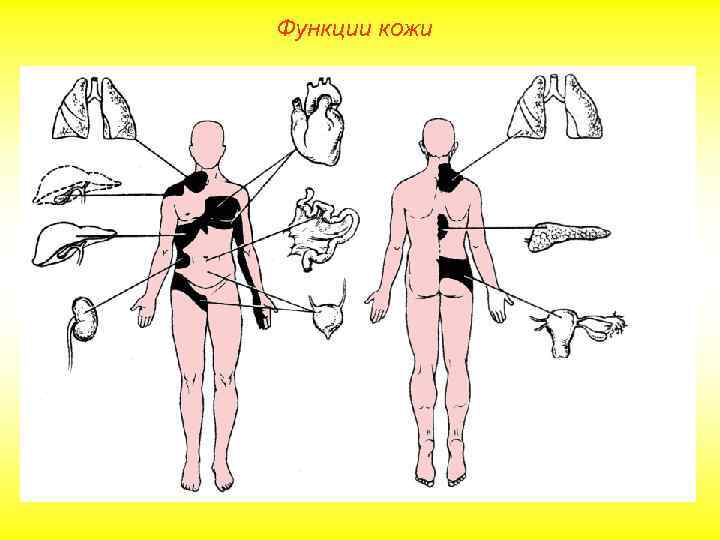 Функции кожи 