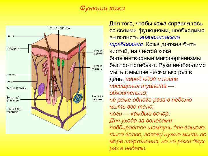 Функции кожи Для того, чтобы кожа справлялась со своими функциями, необходимо выполнять гигиенические требования.