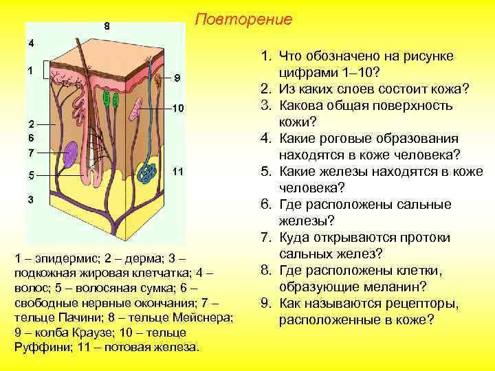 Повторение 1 – эпидермис; 2 – дерма; 3 – подкожная жировая клетчатка; 4 –